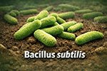 Bacillus subtilis