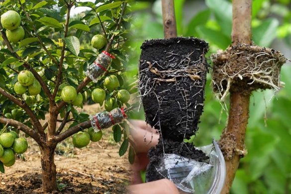 Guava Air Layering Experiment: Coco Peat vs Compost vs River Sand