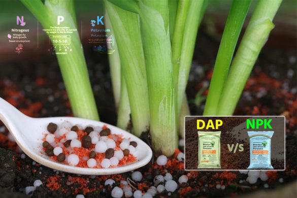 NPK vs DAP Fertilizer: Differences, Uses, Benefits & Application Guide