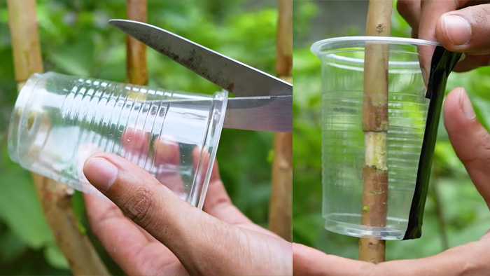 Plastic cup fixed around guava branch for air layering medium filling