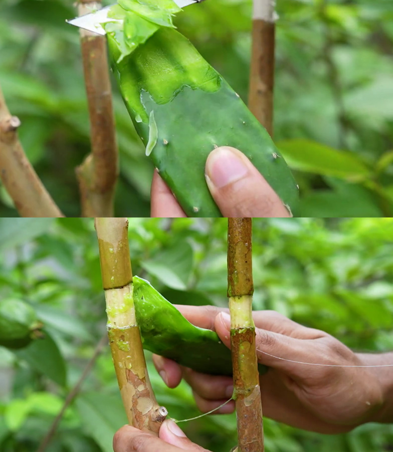 Edible cactus applied on exposed guava branch as natural rooting hormone