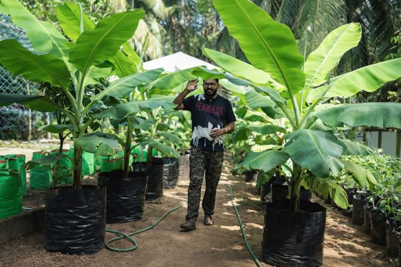 The Inspiring Grow Bag Farming Journey of Two Brothers from Kerala | Bosom Experimental Farm