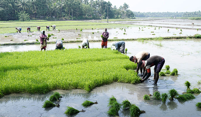 kerala farming