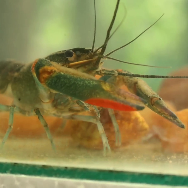 lobster farming kerala