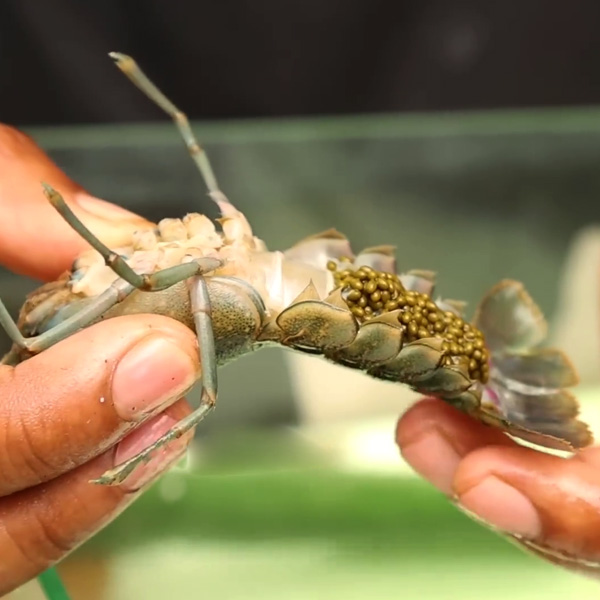 lobster with eggs farming kerala