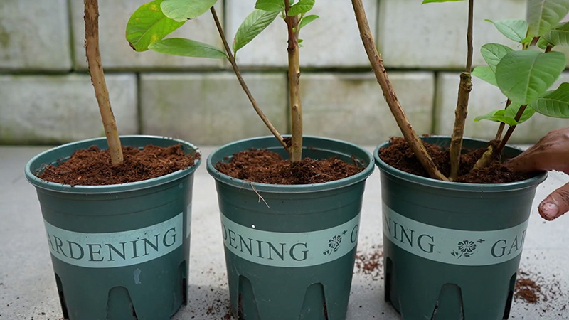 Guava plant