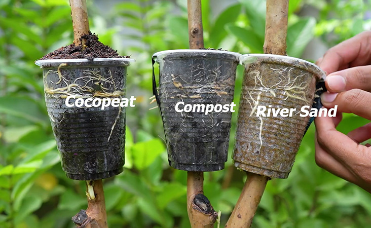 Healthy roots formed in guava air layering after one month