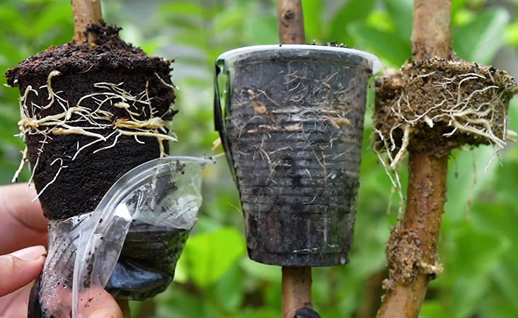 Air layered guava branch being separated from mother plant