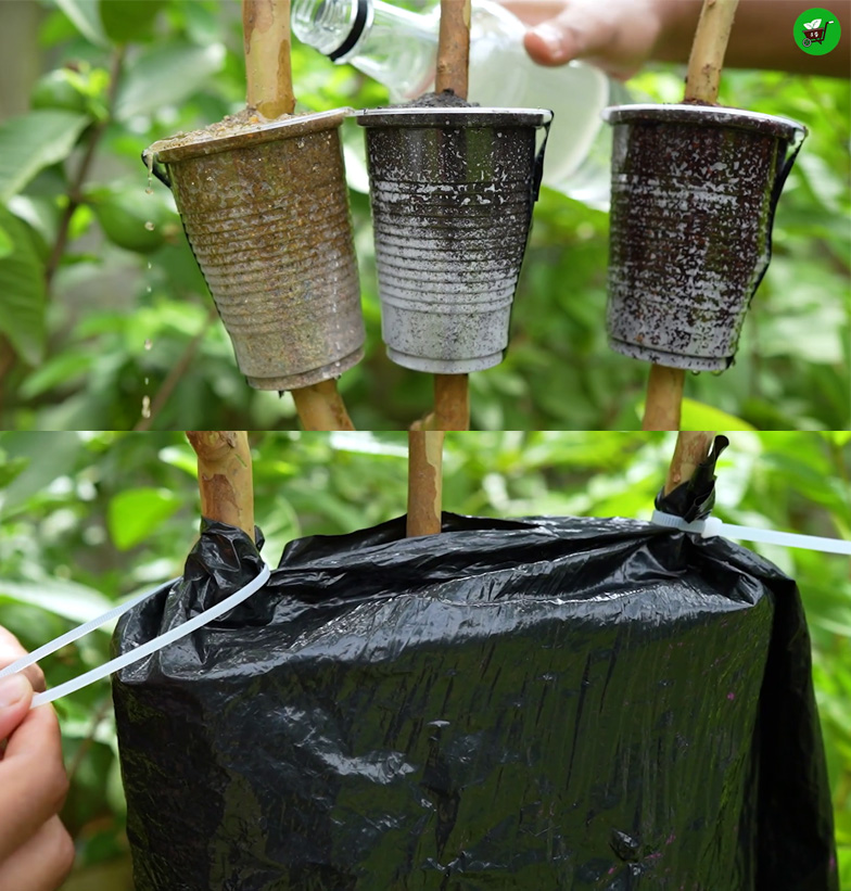 Watering air layered guava branches to maintain moisture for root growth