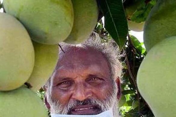Amrutham Mango – Diabetic Friendly Low Sugar Mango Variety