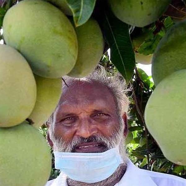 Amrutham Mango