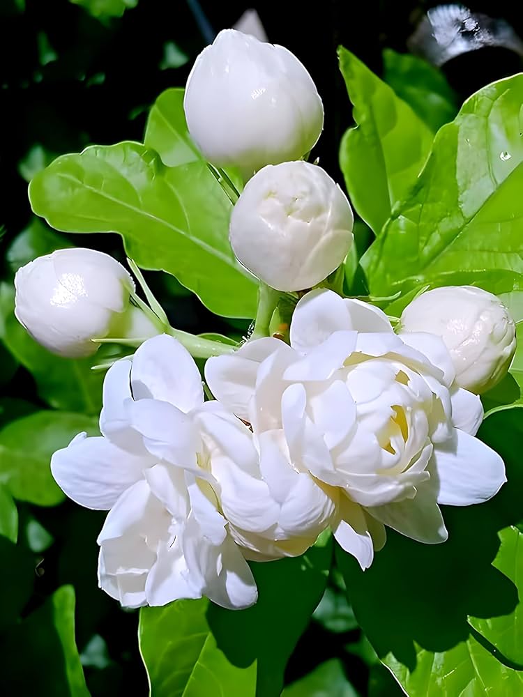 importance of jasmine flower