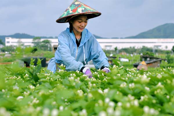 jasmine cultivation
