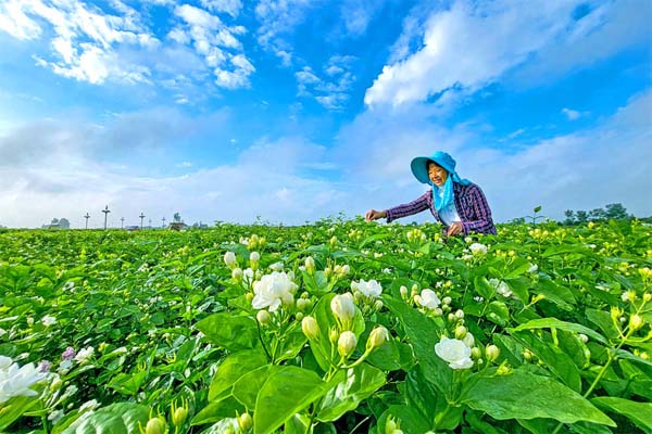 Jasmine cultivation