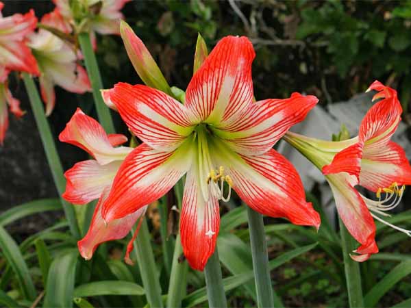 Close-up of vibrant amaryllis blooms