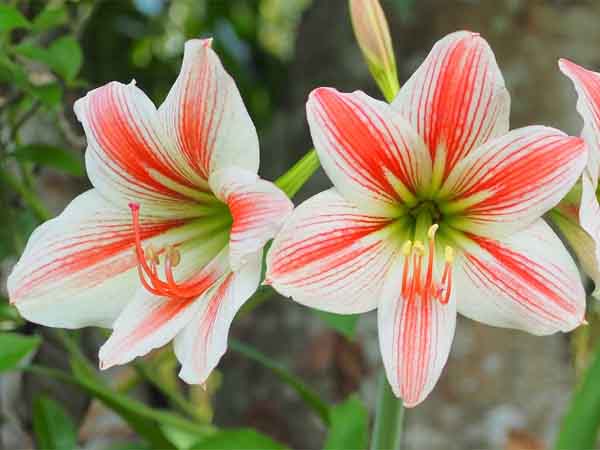 Amaryllis lily after flowering with new leaves