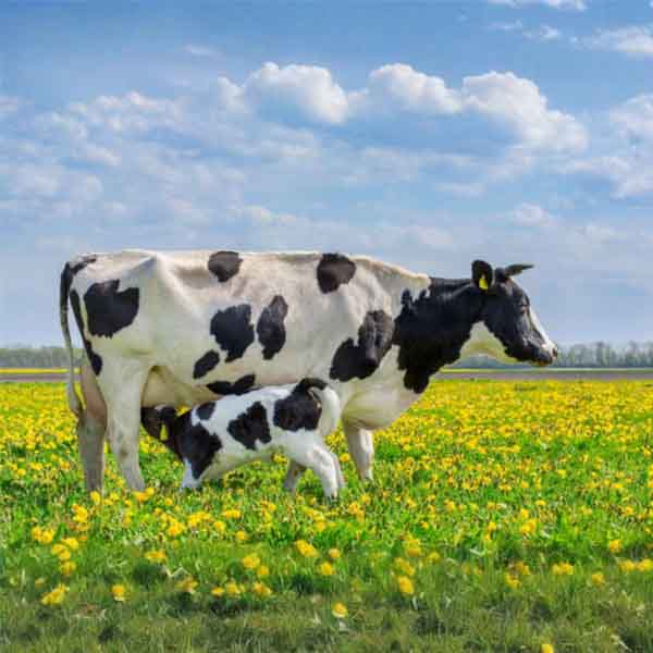 Balanced nutrition feeding for dairy cows