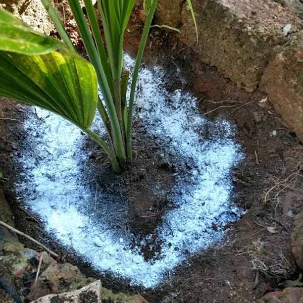 Coconut tree base with rock salt application