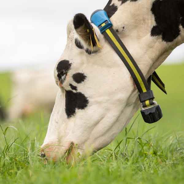 Detecting heat signs in cows for breeding