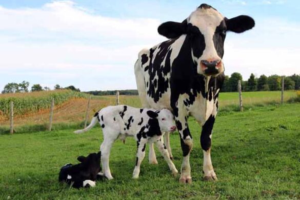 Annual Calving Management Guide: How to Maintain Yearly Breeding Cycles in Dairy Cows