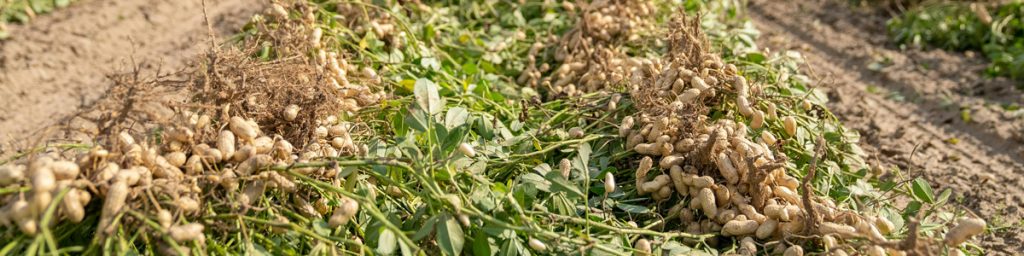 groundnut-farming-guidance