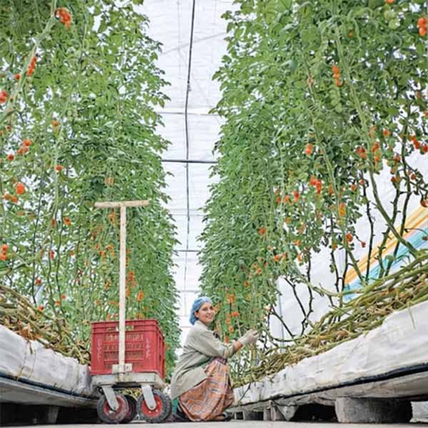 Hydroponic vegetable cultivation system