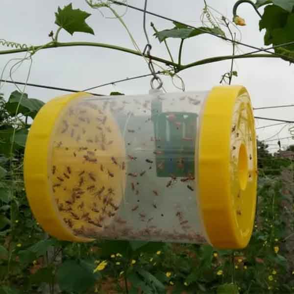 installing-pheromone-trap-on-mango-tree