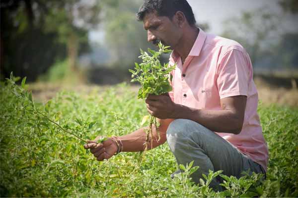 Farmers comparing medicinal plant market prices such as tulsi in pharmaceutical and pooja markets