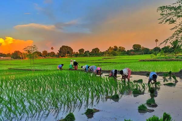 Monsoon vegetable cultivation starting in April for backyard and terrace farming