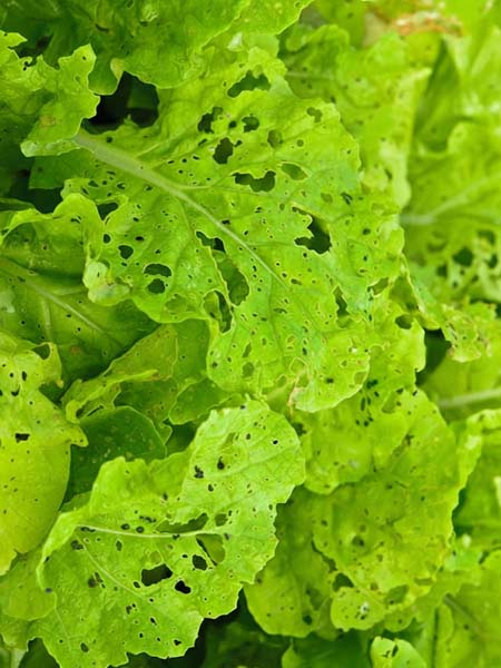 Disease causing pests in vegetables during monsoon due to water logging