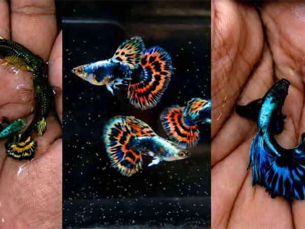 Various colorful ornamental guppy fish breeds in breeding tanks.
