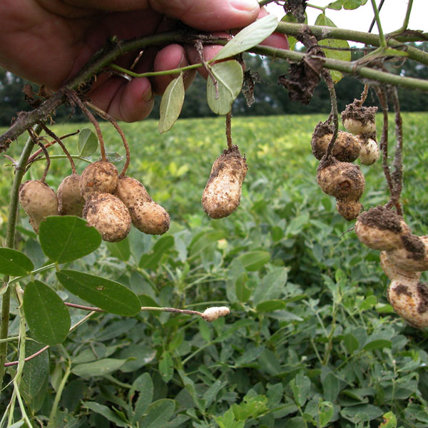Prevention of Diseases and Pests in Groundnut