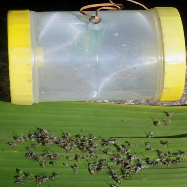 Pheromone trap used to prevent worm infestation in mango