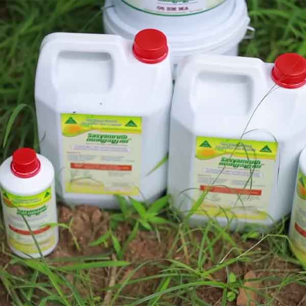 Healthy crop growth and improved plant vigor with Sasyamruth application