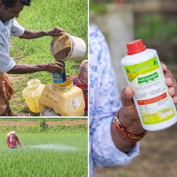 Farmer using Sasyamruth based on real field experience in natural farming