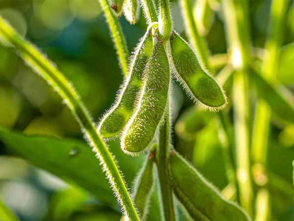 Soybean sowing in a prepared field