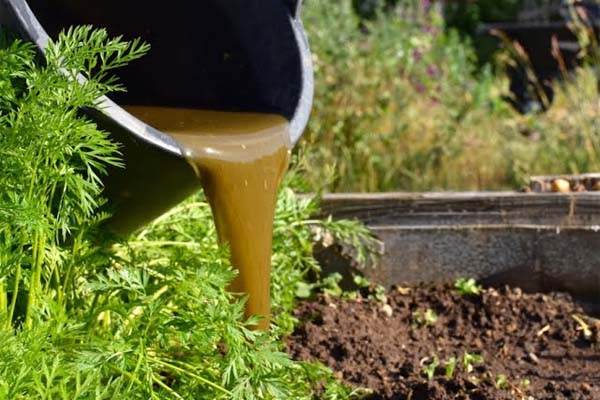 Bioslurry by-product from biogas used as organic manure for agriculture