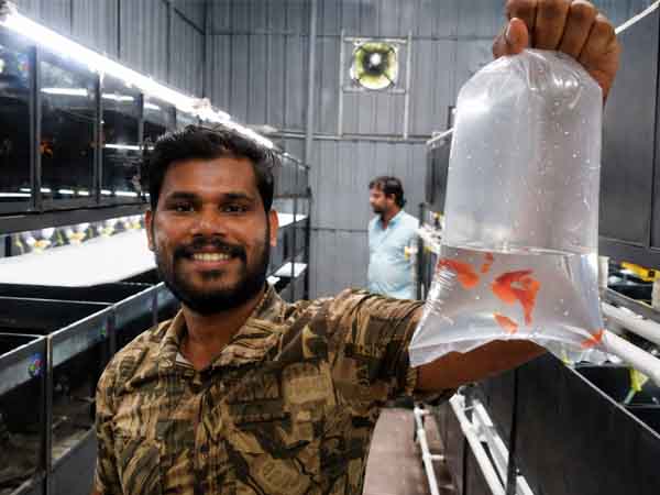 Yusuf at his high-tech terrace guppy farm in Malappuram.
