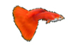 Albino Red Ear guppy