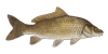 Carp Varieties