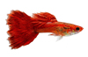 Flamingo Red Rose Guppy