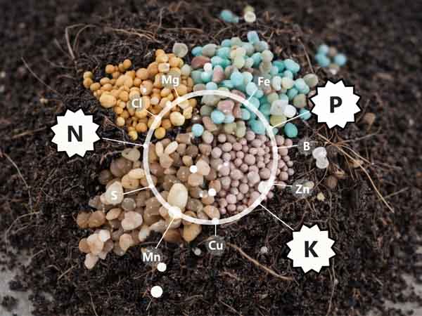 NPK Fertilizers for okra