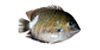 Pearl Spot (Karimeen)