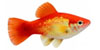 Platies
