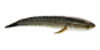 Snake Head (Varaal)