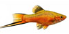 Swordtails