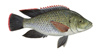 Tilapia