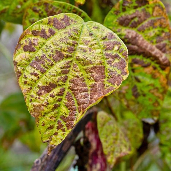 Winged Beans Disease Leaf