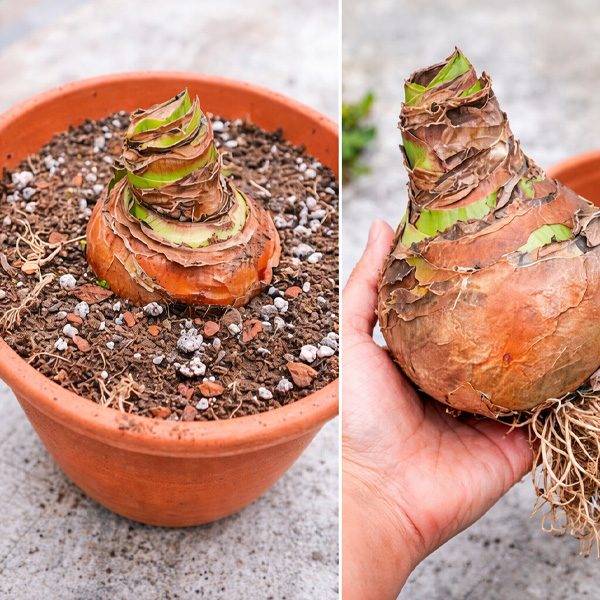 Planting amaryllis bulb in potting soil