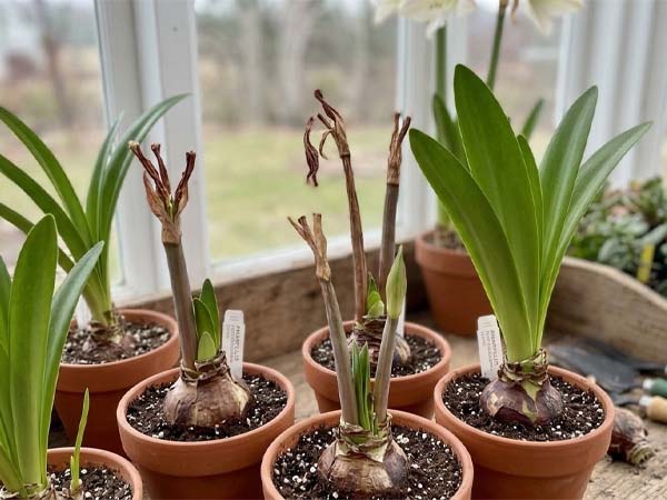 Amaryllis lily after flowering with new leaves